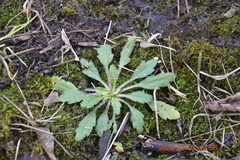 Erigeron canadensis