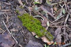 Mnium hornum