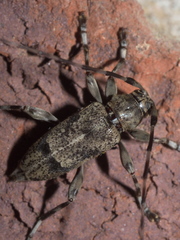 Graphisurus despectus