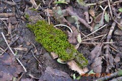 Mnium hornum