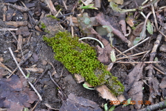 Mnium hornum