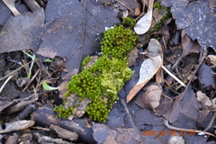 Mnium hornum