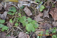 Lamium album