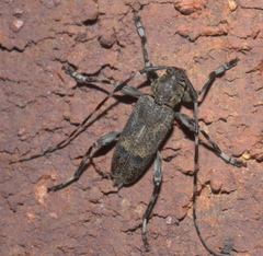 Graphisurus despectus