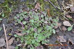 Veronica chamaedrys