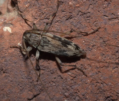 Lepturges angulatus