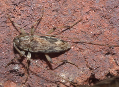 Lepturges angulatus