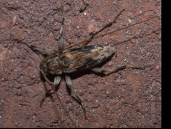 Lepturges angulatus