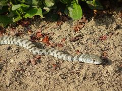 Platyceps rhodorachis
