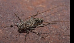 Lepturges angulatus