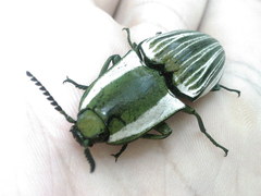 Chalcolepidius zonatus