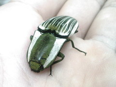 Chalcolepidius zonatus