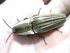 Chalcolepidius zonatus