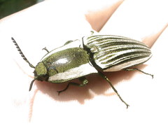Chalcolepidius zonatus