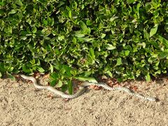 Platyceps rhodorachis