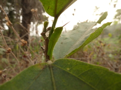 Caelifera