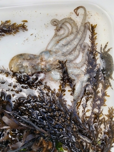 Octopus vulgaris