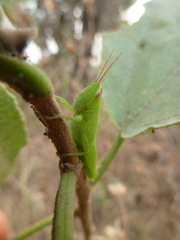 Caelifera