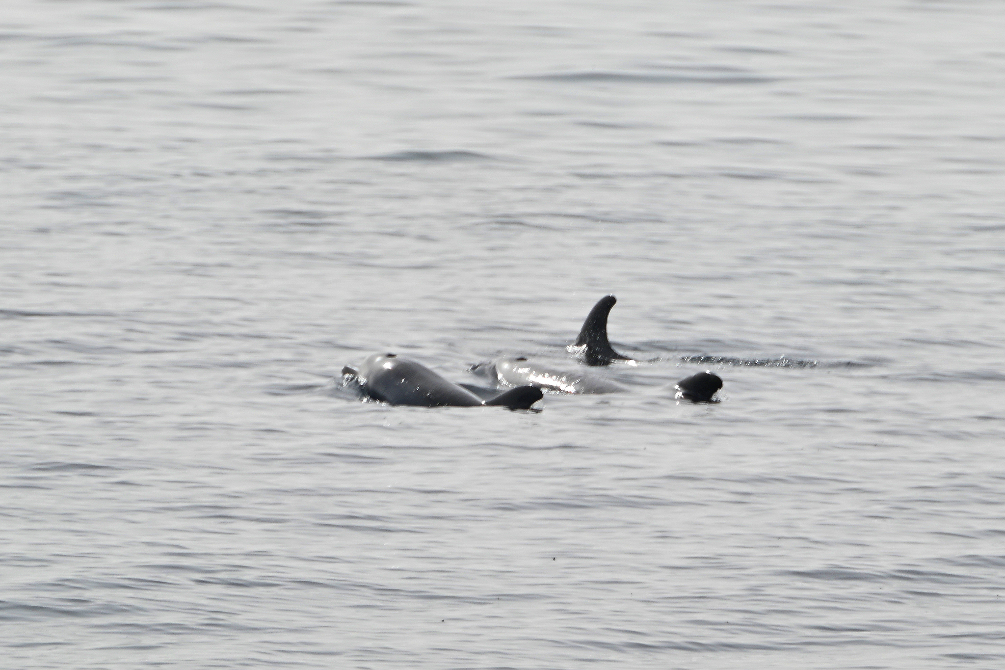 Tursiops aduncus