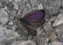 Lycaena caerulea