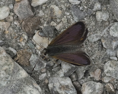 Lycaena caerulea