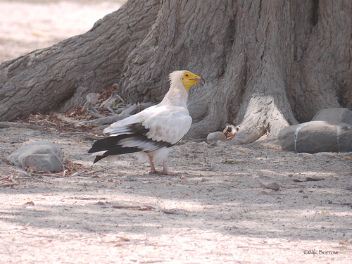 Egyptian Vulture