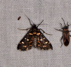 Diathrausta ochreipennis