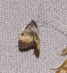 Neocochylis dubitana