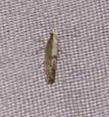 Argyresthia conjugella