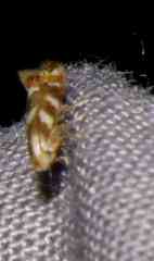 Bucculatrix canadensisella