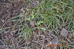 Trifolium repens