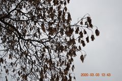 Acer ginnala