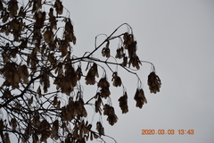 Acer ginnala