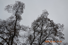 Acer ginnala