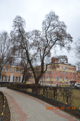 Acer ginnala