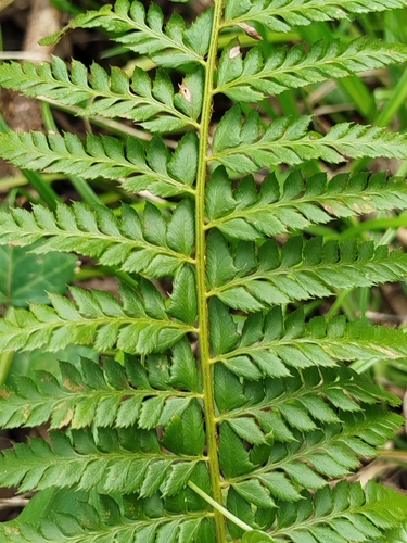 hard shield fern