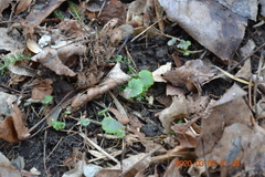 Glechoma hederacea