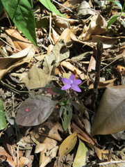 Pseuderanthemum praecox