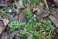 Galium mollugo