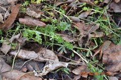 Galium mollugo