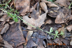 Galium mollugo