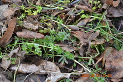 Galium mollugo
