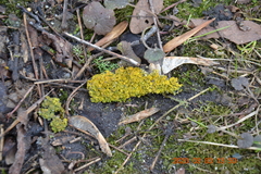 Xanthoria parietina
