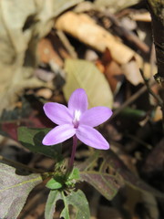 Pseuderanthemum praecox