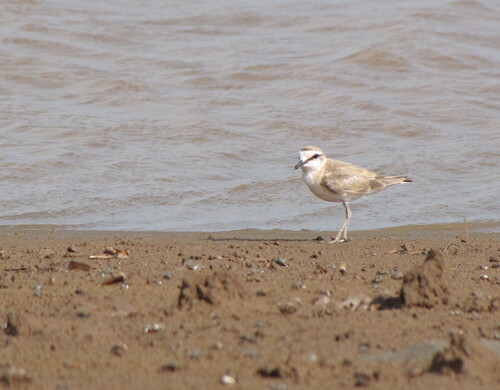 iNaturalist: (c) Jens Thalund, some rights reserved (CC BY-NC), uploaded by Jens Thalund iNaturalist image