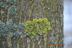 Xanthoria parietina
