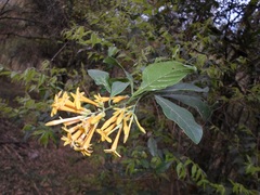 Cestrum lorentzianum