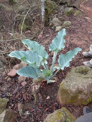 Synandrospadix vermitoxicus
