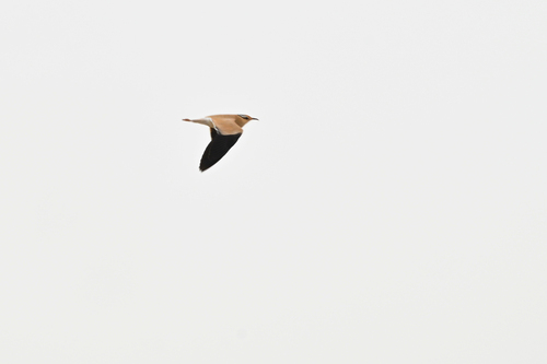 Corredor sahariano (Cursorius cursor)