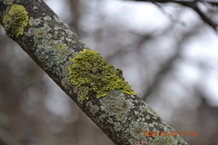 Xanthoria parietina